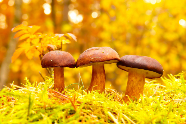 fot. unsplash.com ASF: W grzybobraniu nie powinny uczestniczyć osoby mające styczność ze świniami