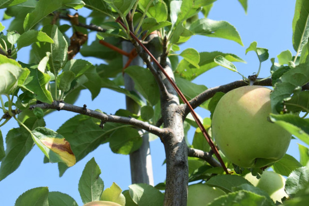 Isomate CLS uniemożliwia rozmnażanie się owocówki jabłkóweczki i zwójek/ fot. sadyogrody Nowy produkt Sumi Agro zablokuje rozmnażanie owocówki i zwójek