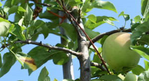 Nowy produkt Sumi Agro zablokuje rozmnażanie owocówki i zwójek
