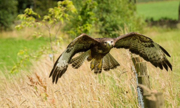 fot. shutterstock.com Jak poradzić sobie z gryzoniami na polach?