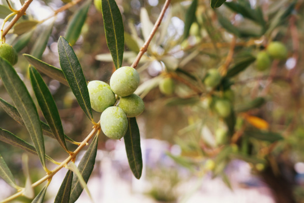 fot. shutterstock Bakteria dewastuje plantacje drzew oliwnych we Francji