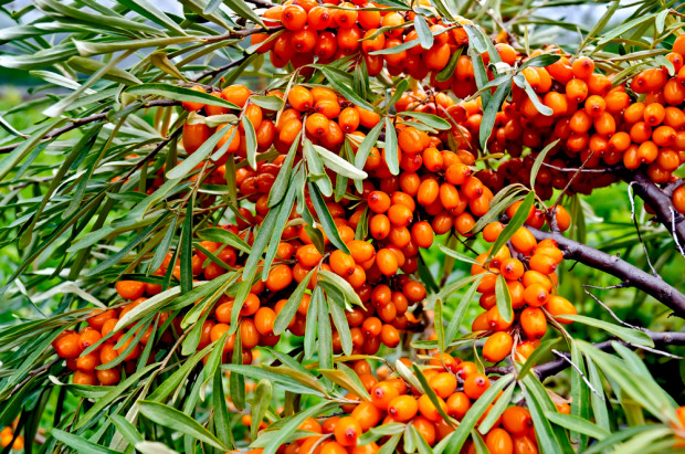 fot. shutterstock.com Zbiory rokitnika na największej plantacji w Polsce – na poziomie mniejszym niż średni z ostatnich lat