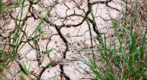 Wrocław: konsultacje projektu planu przeciwdziałania skutkom suszy