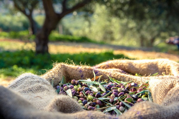 fot. shutterstock.com Hiszpania: produkcja oliwy z oliwek przestała być opłacalna
