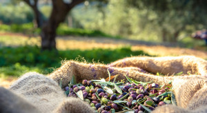 Hiszpania: produkcja oliwy z oliwek przestała być opłacalna