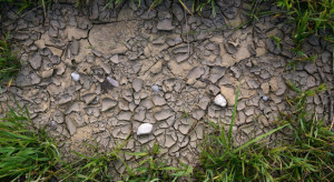 W Pomorskiem susza dotknęła ok. 58,3 tys. hektarów upraw rolnych