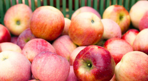 Wkrótce rozpocznie się eksport polskich jabłek na tajwański rynek