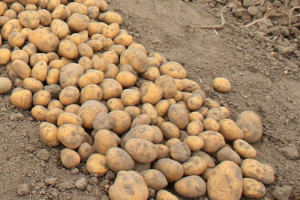 Trwają wykopki – plony ziemniaka wyjątkowo niskie z powodu suszy