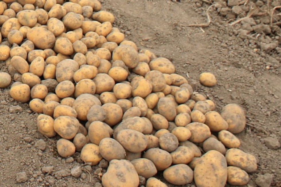 Trwają wykopki – plony ziemniaka wyjątkowo niskie z powodu suszy