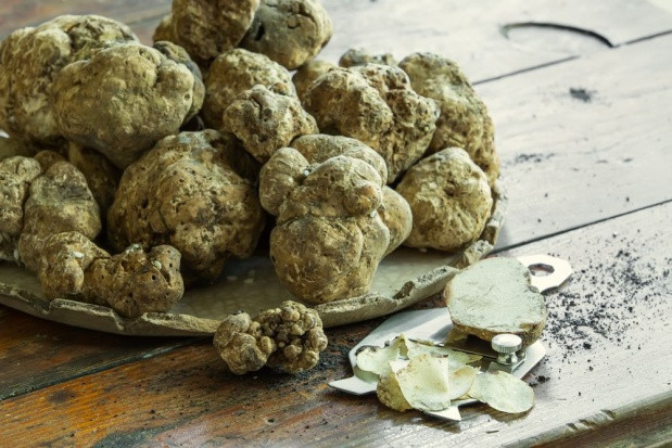 fot. shutterstock Włochy: W Piemoncie rozpoczęły się zbiory białych trufli
