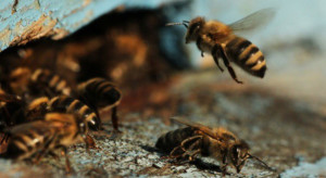 Płock: Blisko milion pszczół w pasiece przy zakładzie głównym PKN Orlen