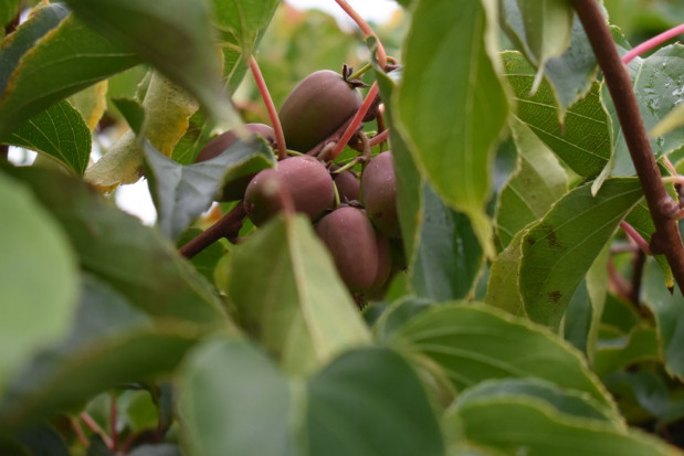 fot. sadyogrody Minikiwi 2019 – dobry sezon dla plantatorów, mimo trudnego wiosennego początku (zdjęcia)