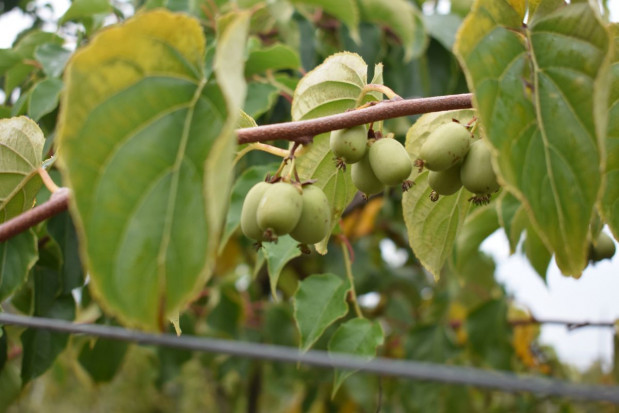 fot. sadyogrody Minikiwi 2019 – dobry sezon dla plantatorów, mimo trudnego wiosennego początku (zdjęcia)