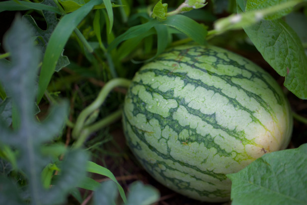 fot. shutterstock.com Dolny Śląsk: W środku lasu wyrósł arbuz