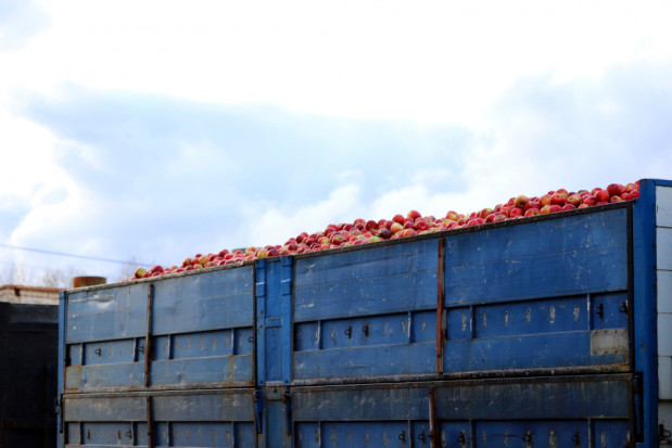 fot. shutterstock Mazowsze: Ceny jabłek przemysłowych wzrosły do 60 gr/kg