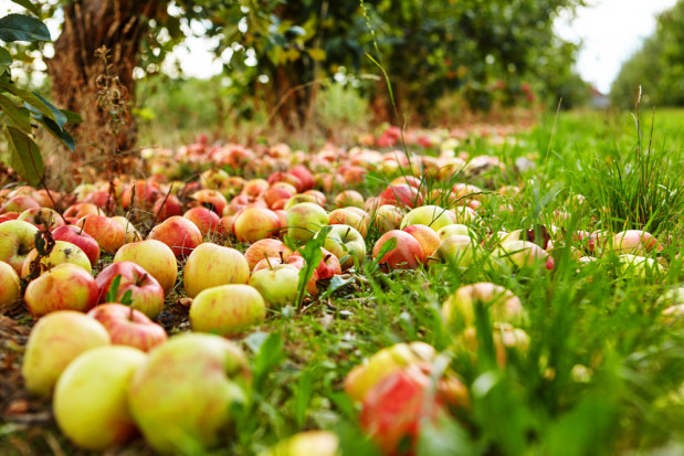 fot. shutterstock Mazowsze: Z każdym dniem ceny jabłek przemysłowych rosną
