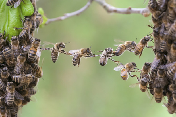 fot. shutterstock Rosja: Masowo wymierają pszczoły