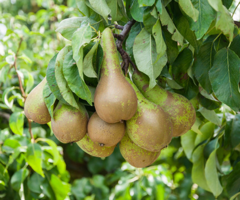 fot. shutterstock Włochy: Znaczny spadek produkcji gruszek