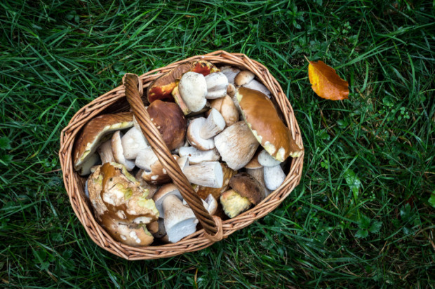 fot. shutterstock.com Eksperci: grzyby najlepiej spożywać wkrótce po zebraniu