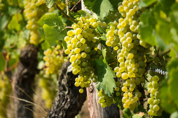 fot. pixabay.com Północno-wschodnia część Chorwacji słynie z upraw winorośli i produkcji wina