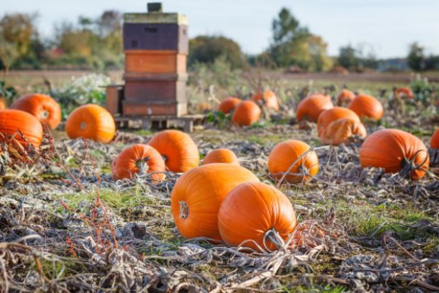 fot. shutterstock Rozpoczęły się dyniowe żniwa