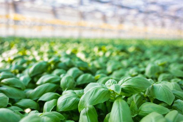 fot. shutterstock.com Wielka Brytania: Marks & Spencer wprowadza do sklepów mini szklarnie
