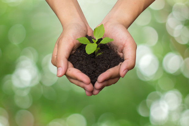 fot. shutterstock.com Sesja Naukowa IOR – PIB wydarzeniem „Międzynarodowego Roku Zdrowia Roślin 2020”