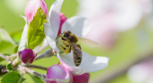 Kanada: Pszczoły wykorzystywane do roznoszenia biologicznych środków ochrony roślin