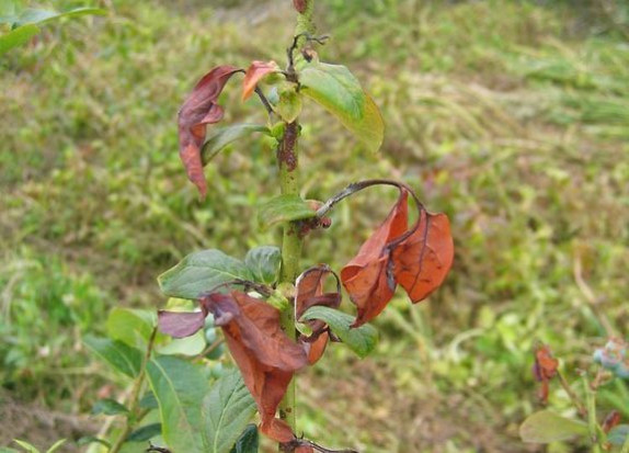 Objawy spowodowane przez Blueberry scorch virus na borówce amerykańskiej (fot. za PIORiN) Nowe zagrożenie dla upraw borówki amerykańskiej w Europie