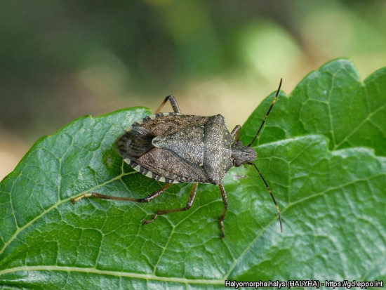fot. Halyomorpha halys: osobnik dorosły/ PIORiN PIORiN: Halyomorpha halsy poszerza swój zasięg występowania w Europie