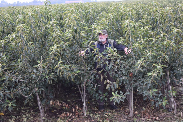 2-letnie drzewka Goldena, po zabiegu chemicznej defoliacji/ fot. sadyogrody.pl Od szkółki po hodowlę odmian – historia Gospodarstwa Szkółkarskiego Andrzej i Szymon Nowakowscy i grupy AJ!APPLE (zdjęcia)