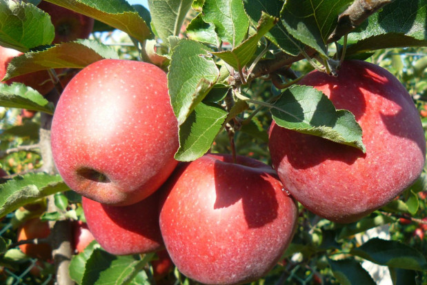 Odmiana Muna / fot. materiały Gospodarstwo Andrzej i Szymon Nowakowscy Od szkółki po hodowlę odmian – historia Gospodarstwa Szkółkarskiego Andrzej i Szymon Nowakowscy i grupy AJ!APPLE (zdjęcia)