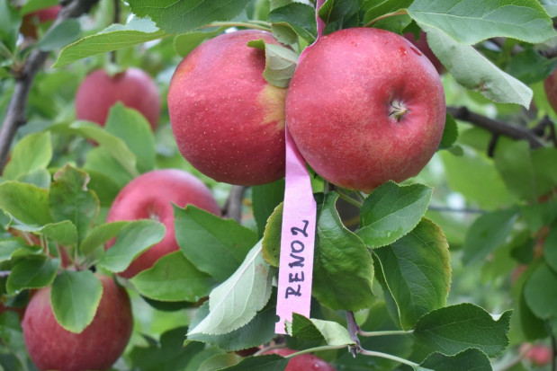 Odmiana Reno 2/ fot. sadyogrody.pl Od szkółki po hodowlę odmian – historia Gospodarstwa Szkółkarskiego Andrzej i Szymon Nowakowscy i grupy AJ!APPLE (zdjęcia)