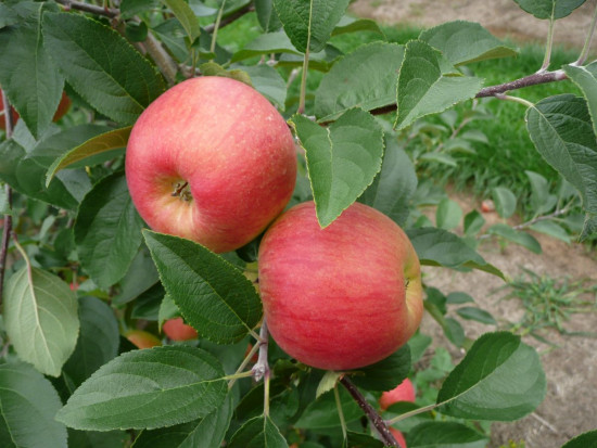 Odmiana Sander / fot. materiały Gospodarstwo Andrzej i Szymon Nowakowscy Od szkółki po hodowlę odmian – historia Gospodarstwa Szkółkarskiego Andrzej i Szymon Nowakowscy i grupy AJ!APPLE (zdjęcia)