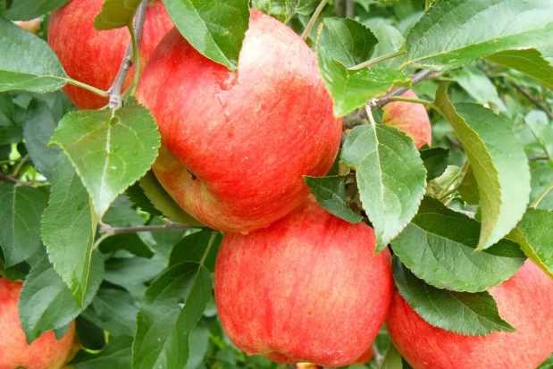 Odmiana Sander / fot. materiały Gospodarstwo Andrzej i Szymon Nowakowscy Od szkółki po hodowlę odmian – historia Gospodarstwa Szkółkarskiego Andrzej i Szymon Nowakowscy i grupy AJ!APPLE (zdjęcia)
