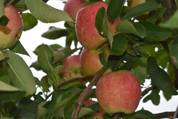 Krzyżówka Sander x Zuzi Gala / fot. sadyogrody.pl Od szkółki po hodowlę odmian – historia Gospodarstwa Szkółkarskiego Andrzej i Szymon Nowakowscy i grupy AJ!APPLE (zdjęcia)
