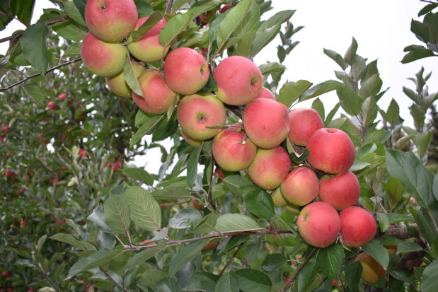 Siwka Elsatara/ fot. sadyogrody.pl Od szkółki po hodowlę odmian – historia Gospodarstwa Szkółkarskiego Andrzej i Szymon Nowakowscy i grupy AJ!APPLE (zdjęcia)