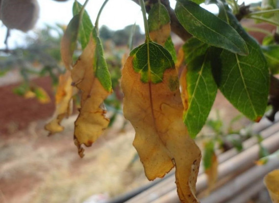 Objawy chorobowe na liściach migdałowca pospolitego spowodowane przez Xylella fastidiosa (fot. Donato Boscia, CNR - Institute for Sustainable Plant Protection, UOS, Bari, https://gd.eppo.int/). Pierwsze wykrycie bakterii Xylella fastidiosa w Izraelu
