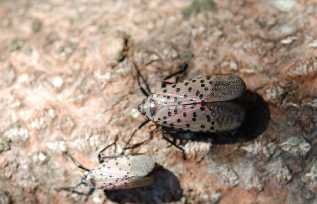 Lycorma delicatula – osobniki dorosłe. (fot. Pennsylvania Department of Agriculture, USA; https://gd.eppo.int/) Zagrożenie upraw sadowniczych szkodnikiem Lycorma delicatula