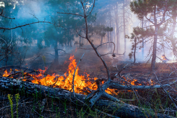 fot. shutterstock.com Zachodniopomorskie: 340 pożarów lasu w 2019 r.