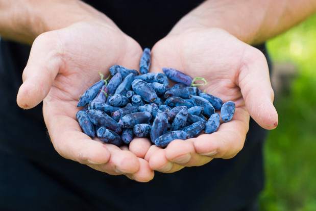 fot. shutterstock.com Nutracevit: Chcemy połączyć siły i wspólnie promować jagodę kamczacką w Europie (wywiad)
