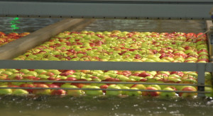 Ile kosztuje przygotowanie jabłka do sprzedaży?