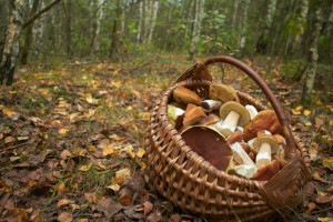 W Polsce można zbierać grzyby  bez ograniczeń, w Niemczech tylko do 2 kg dziennie
