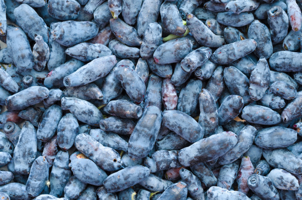 fot. shutterstock Anna Litwin, Blue Haskap: Największy problem jest ze zbytem jagody kamczackiej