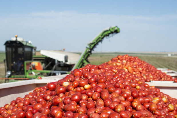 fot. shutterstock.com Kończą się zbiory pomidorów dla przetwórstwa