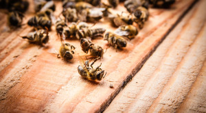 Opolskie: Pszczelarz stracił niemal pół miliona pszczół 
