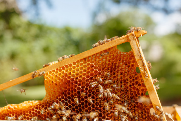 fot. shutterstock.com PIORiN: nasz miejski miód jest czysty