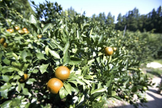 fot. shutterstock.com KE podaje 20 priorytetowych agrofagów kwarantannowych