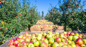 USDA: Produkcja jabłek w UE spadnie o 19 proc. w porównaniu do ubiegłego roku