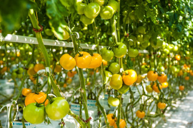 fot. shutterstock.com Złoty lub pomarańczowy - to pierwotne kolory pomidorów